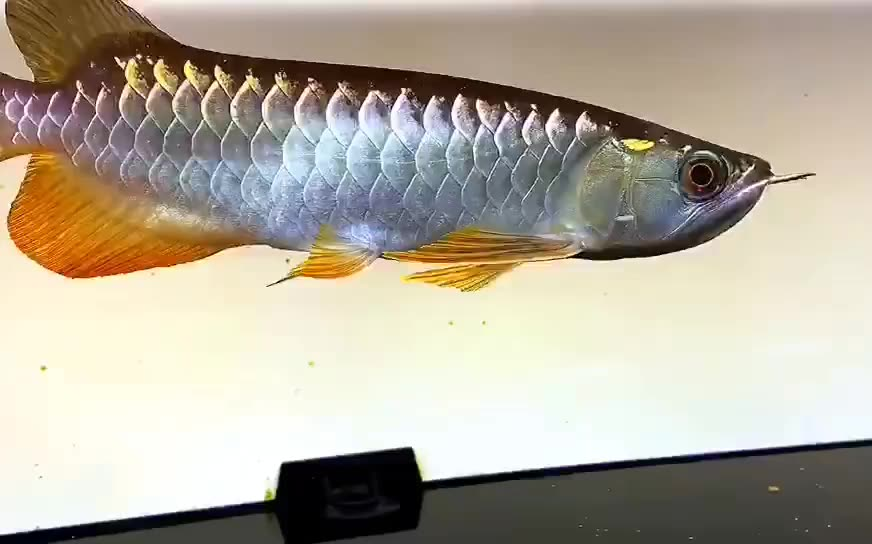 金龙鱼24公分鲨鱼嘴