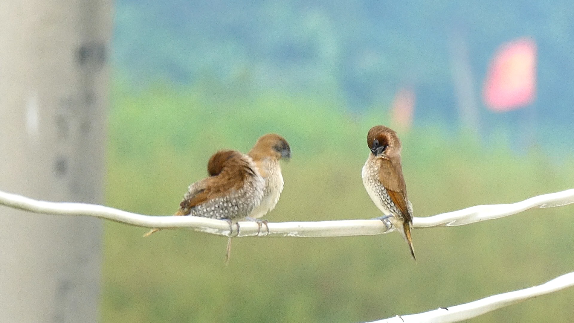 斑纹鸟成鸟和亚成对比