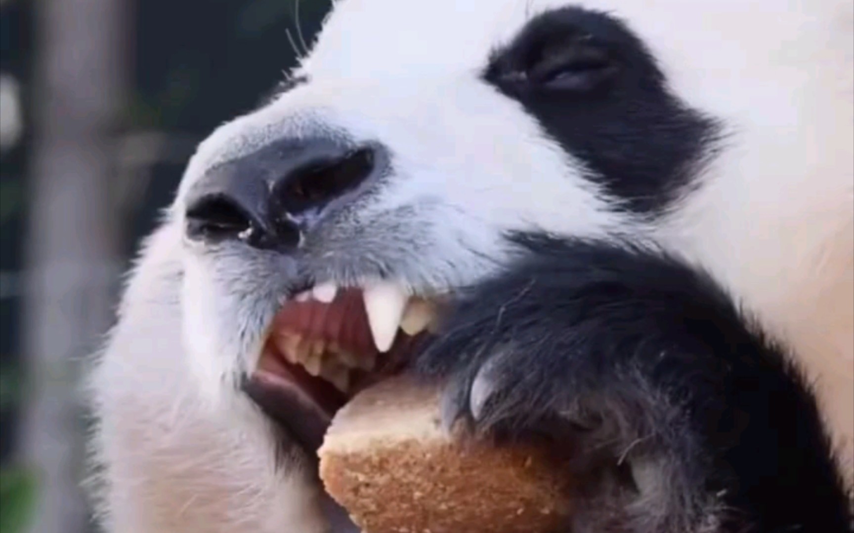 【大熊猫福宝】福宝吃窝窝头,满满的满足感一脸享受