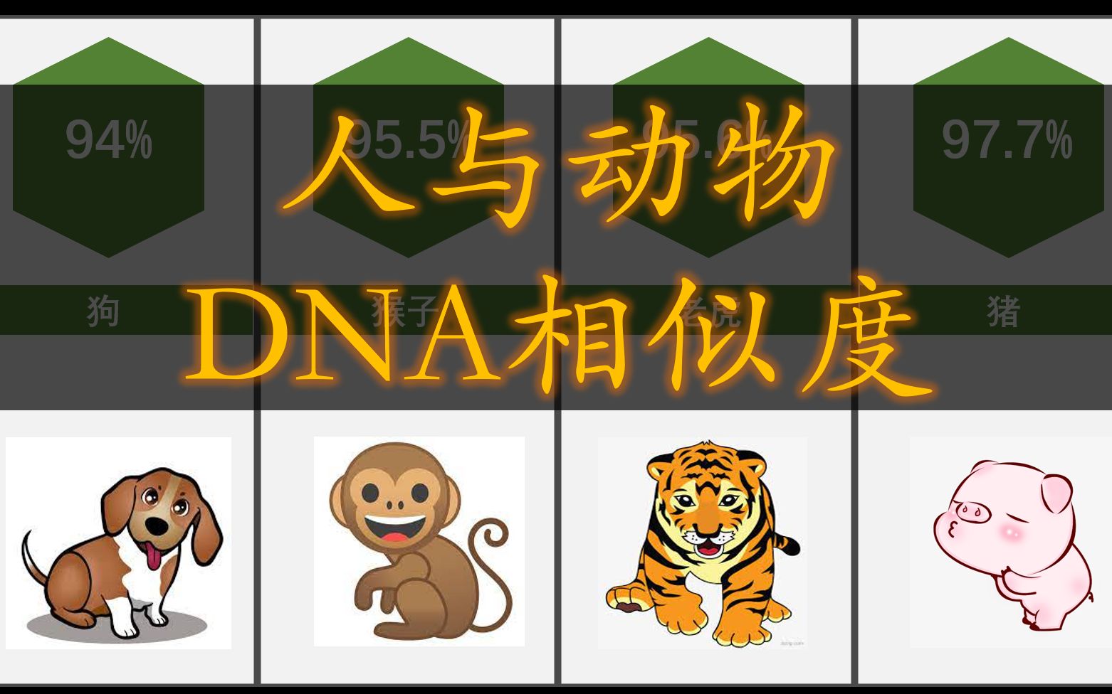 人与动物DNA相似度哔哩哔哩bilibili