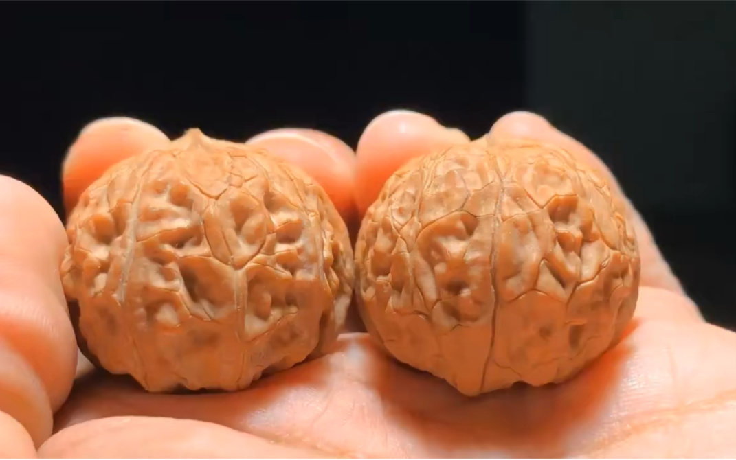 龙眼核桃.很稀有很罕见,尺寸32×37高度27.