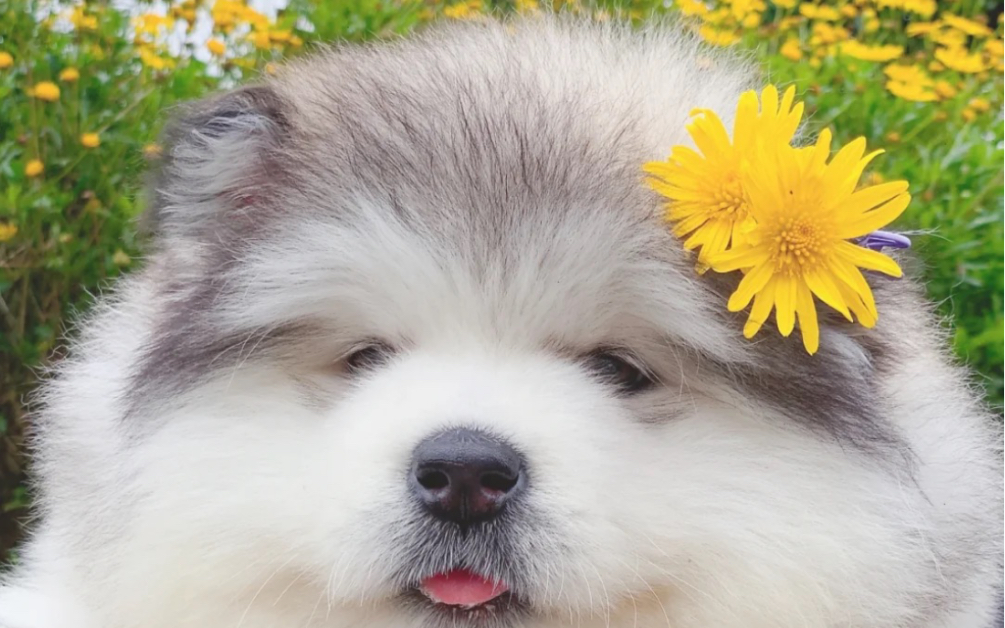 [阿拉斯猪]你喜欢会滚的小肉球吗?