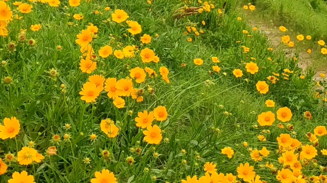夏天的风 我永远记得