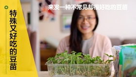 黑眼豆豆苗 71 园艺 特别的豆子发的豆苗 特别有营养 还特别好吃 哔哩哔哩 つロ干杯 Bilibili
