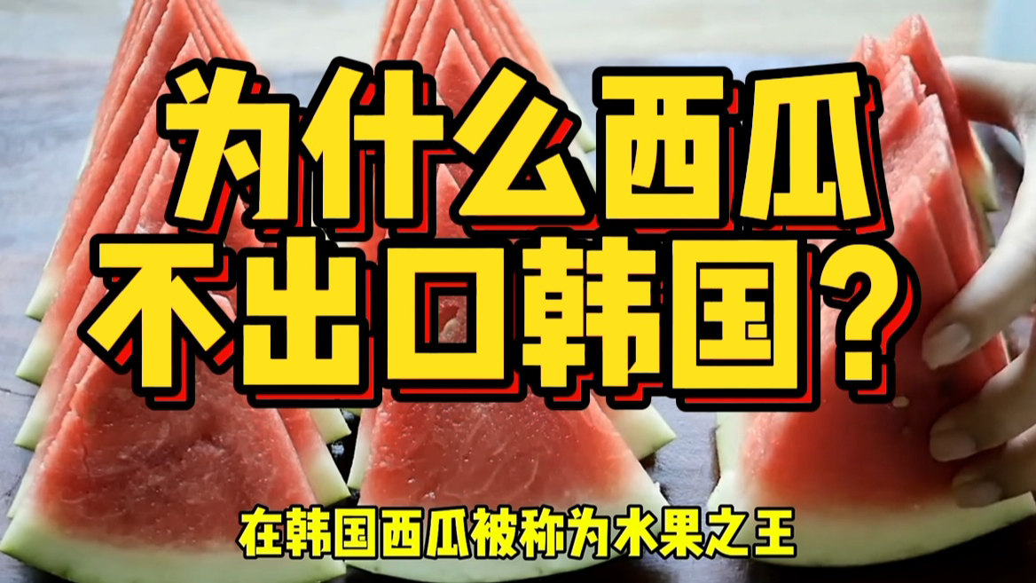 多地西瓜价格跌破一块,为什么不把国内西瓜,出口到韩国?哔哩哔哩bilibili