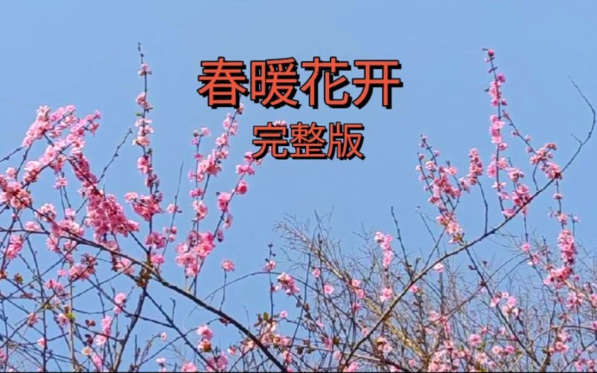 经典歌曲《春暖花开》歌甜景美,太好听了,春天来了,桃花开了,美极了哔哩哔哩bilibili