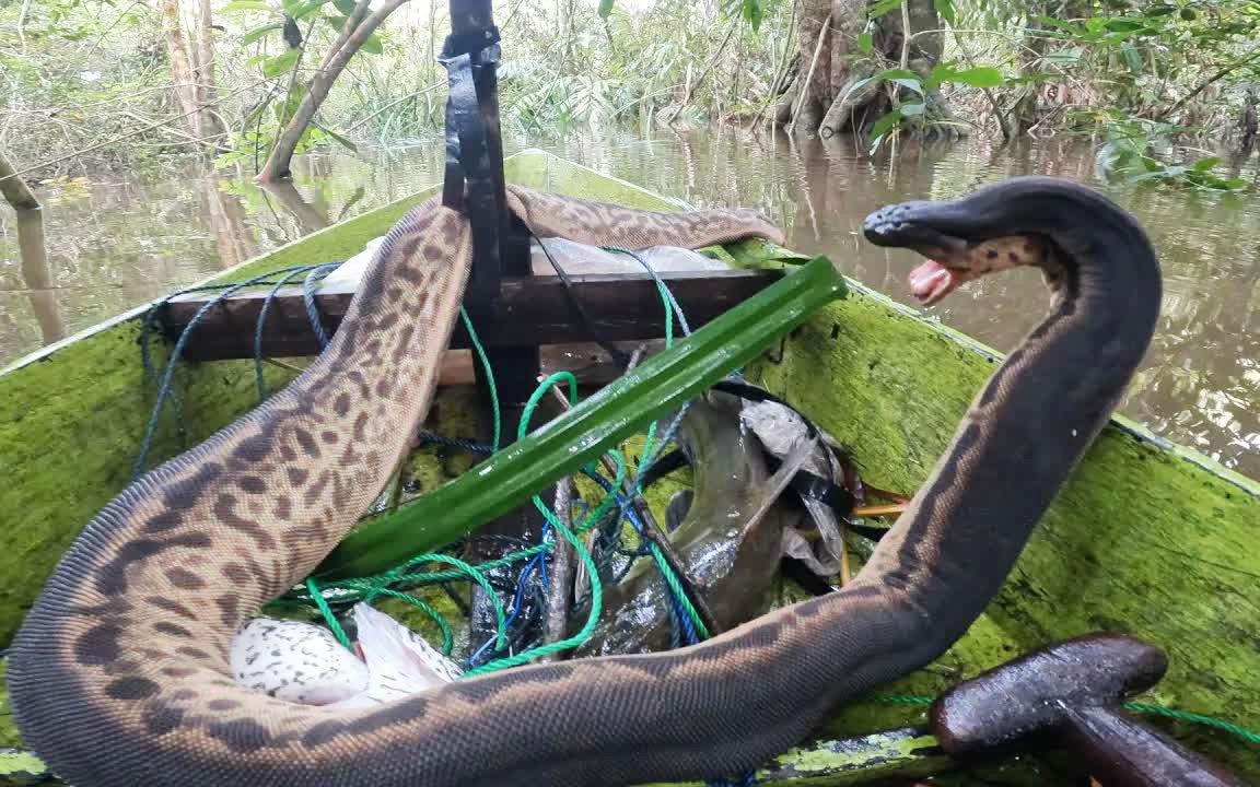 老哥亚马逊雨林钓鱼,钓到淡水花纹鳗,卸钩画面堪比惊悚电影