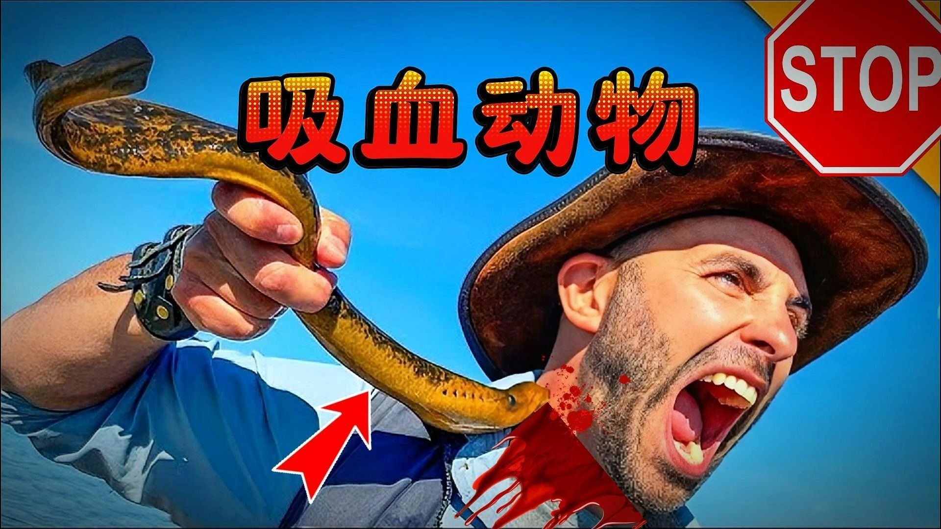 一年杀死70万人!5个地球上最恐怖的吸血鬼动物