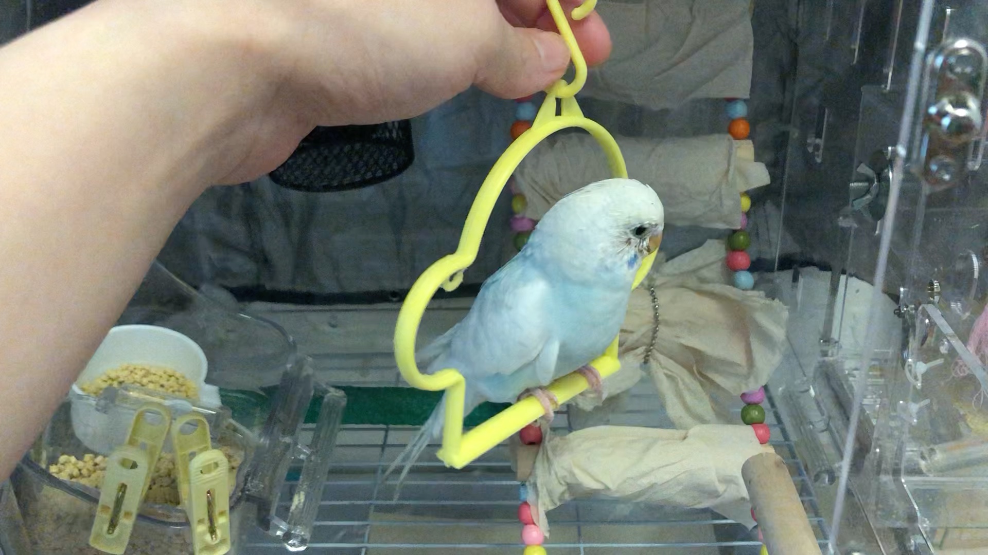 【宠物】【2021/03/29】珍珠显大头虎皮鹦鹉～阿波罗