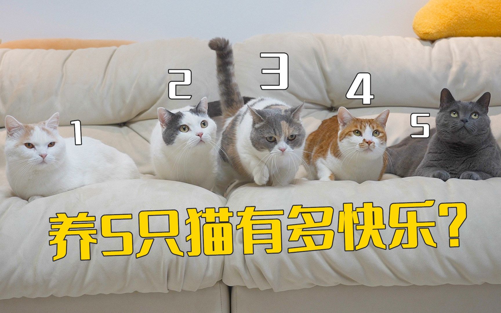 养5只猫,到底有多快乐?-萌猫宝哥哥-萌猫宝哥哥-哔哩哔哩视频