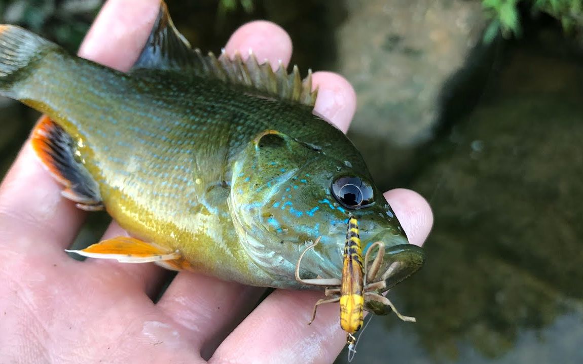 飛蠅釣:愛吃螞蚱的藍鰓太陽魚