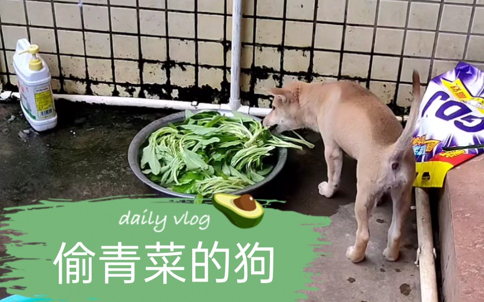 菜狗又偷青菜吃