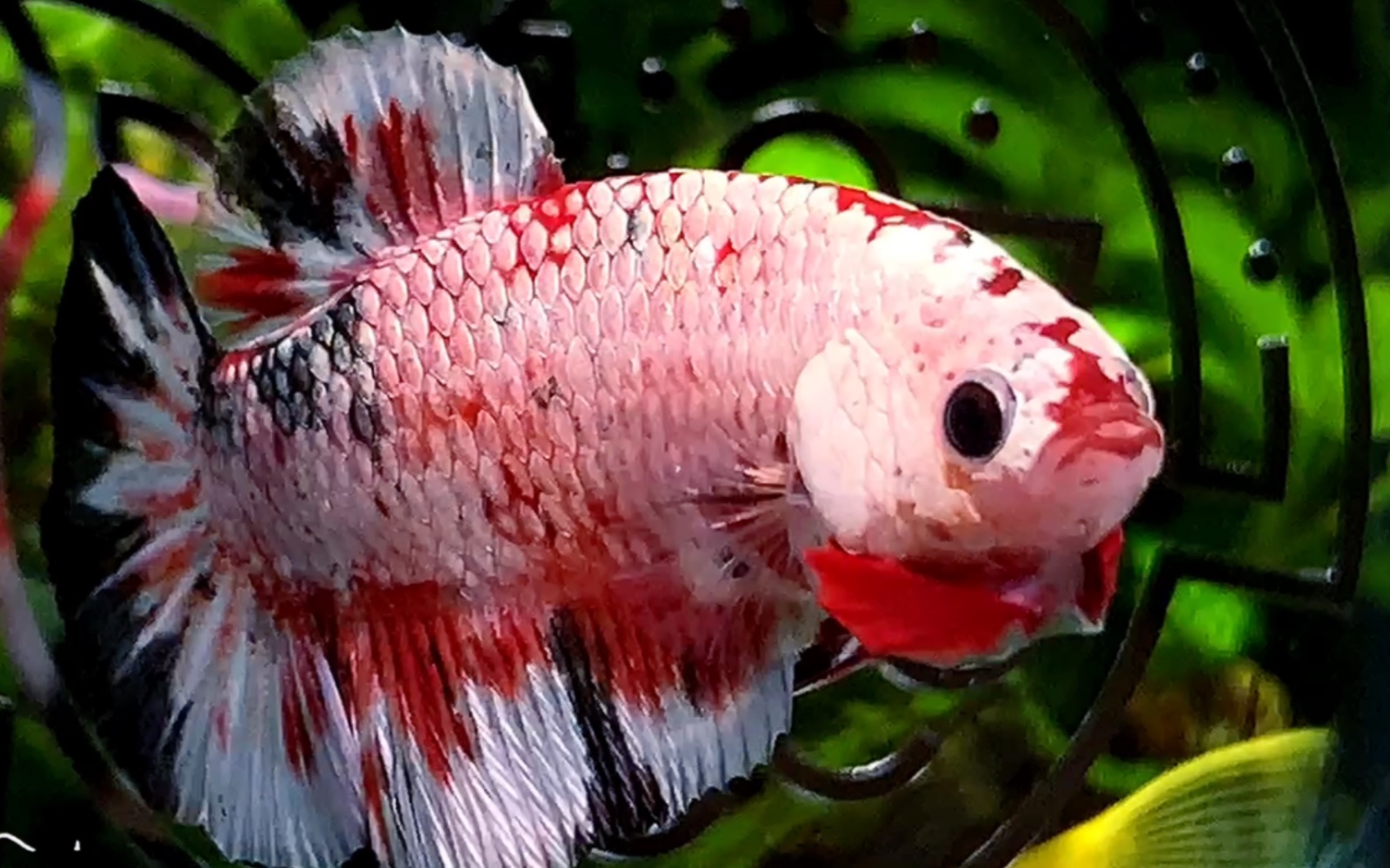 这条小可爱好凶好凶吖 【泰国斗鱼】【将军斗鱼】