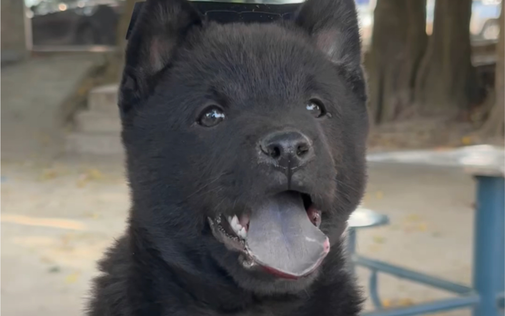 中华田园犬之五黑犬,五黑镇宅,通人性,镇守家园