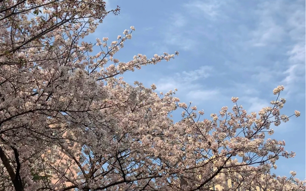 [图]在学校的春夏碎片 生机勃勃的春天 斑驳光影的夏天 都构成我们五彩缤纷的每一天～