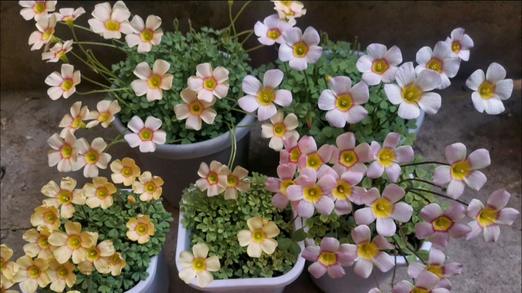 五款酢浆草:我最爱朱砂!