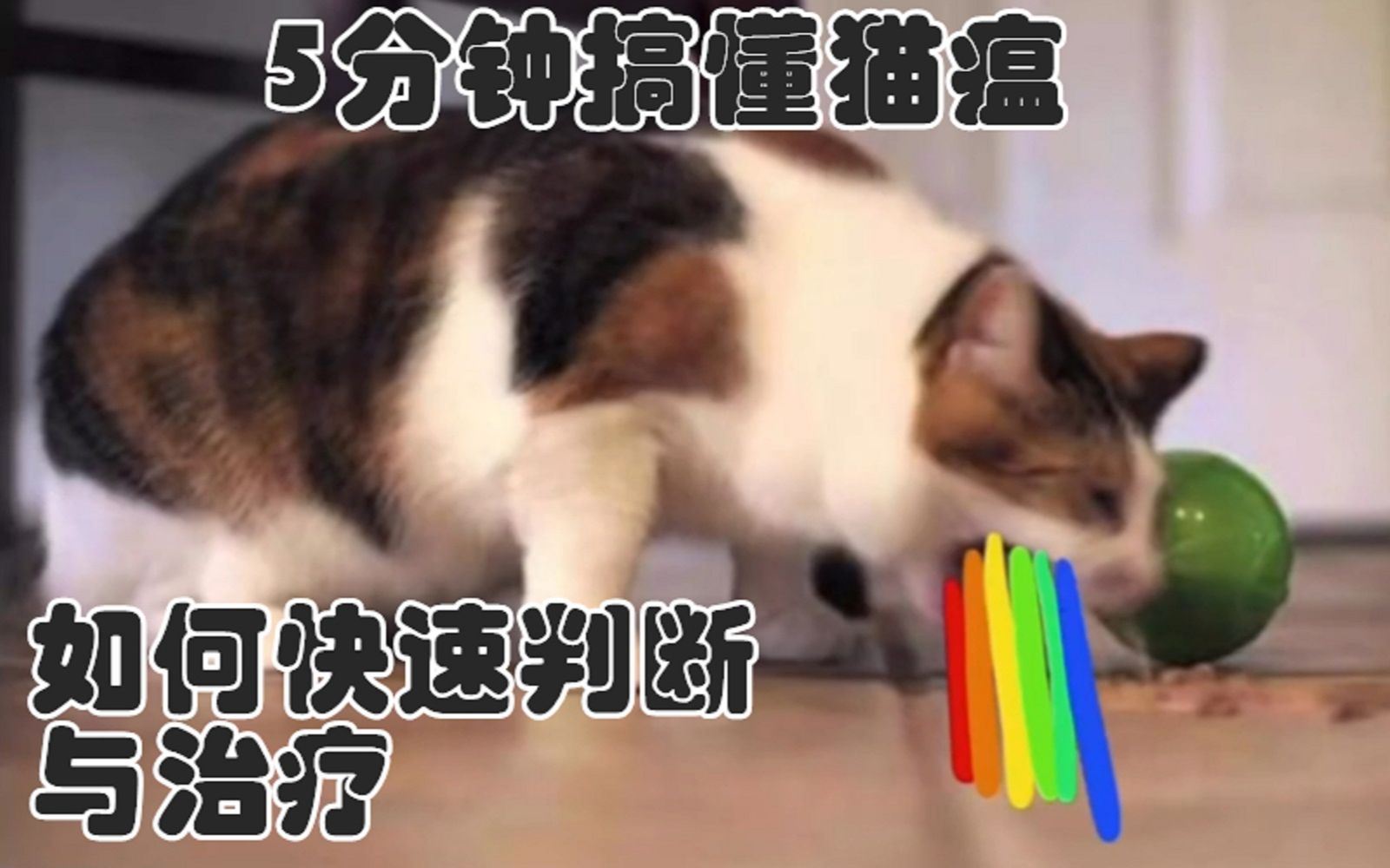 5分钟搞懂猫瘟,如何快速判断与治疗 2020年最新版 猫瘟热 猫泛白细胞减少症诊治攻略哔哩哔哩bilibili