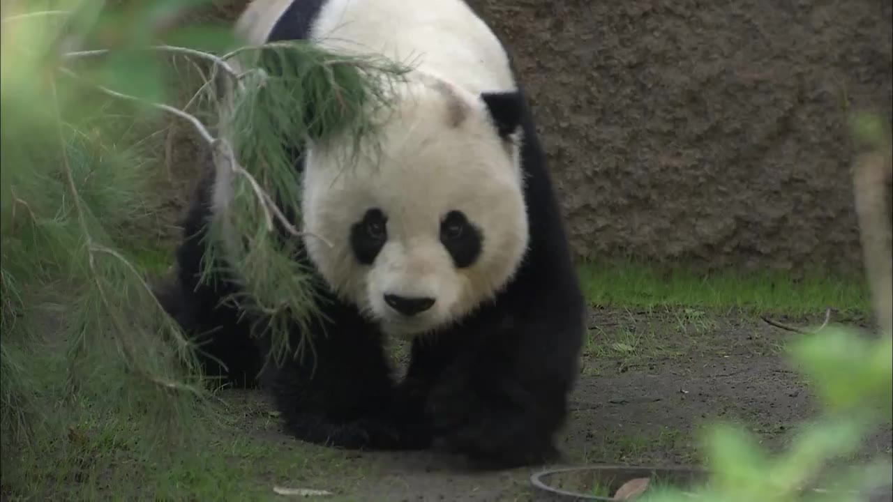 [图]【大熊猫高高】San Diego Zoo圣迭戈动物园/Panda Gao Gao Returns to China  大熊猫高高返回中国