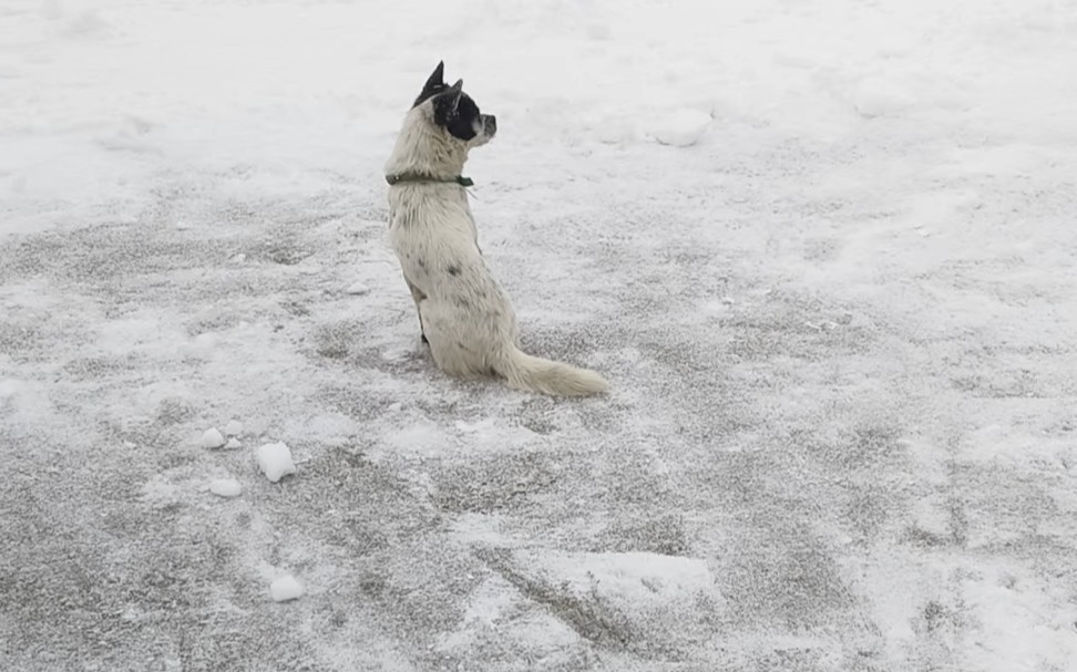 下大雪了,狗狗好幸福,蹦蹦哒哒的撒欢