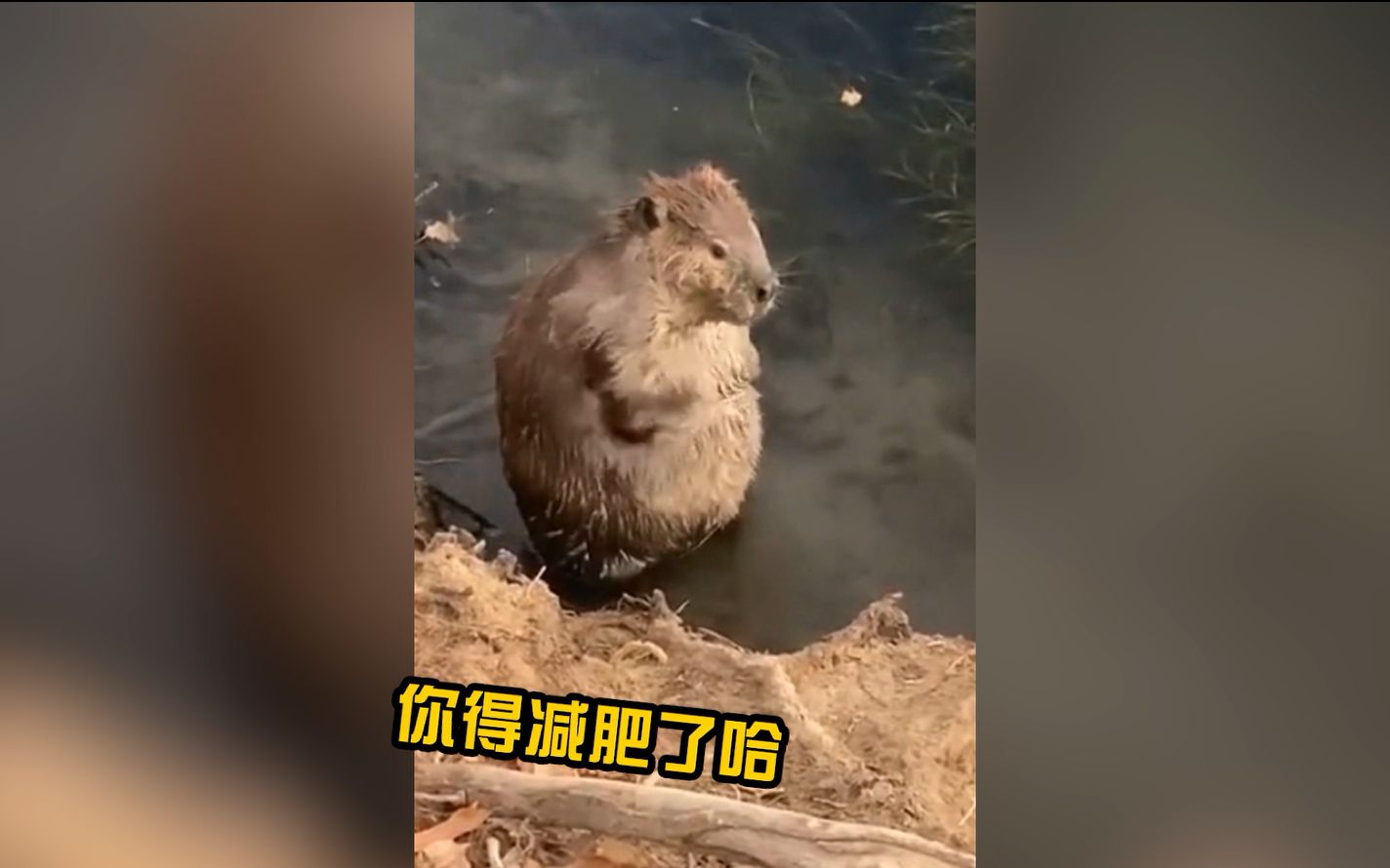 活动作品看过河狸洗澡吗洗得还挺仔细