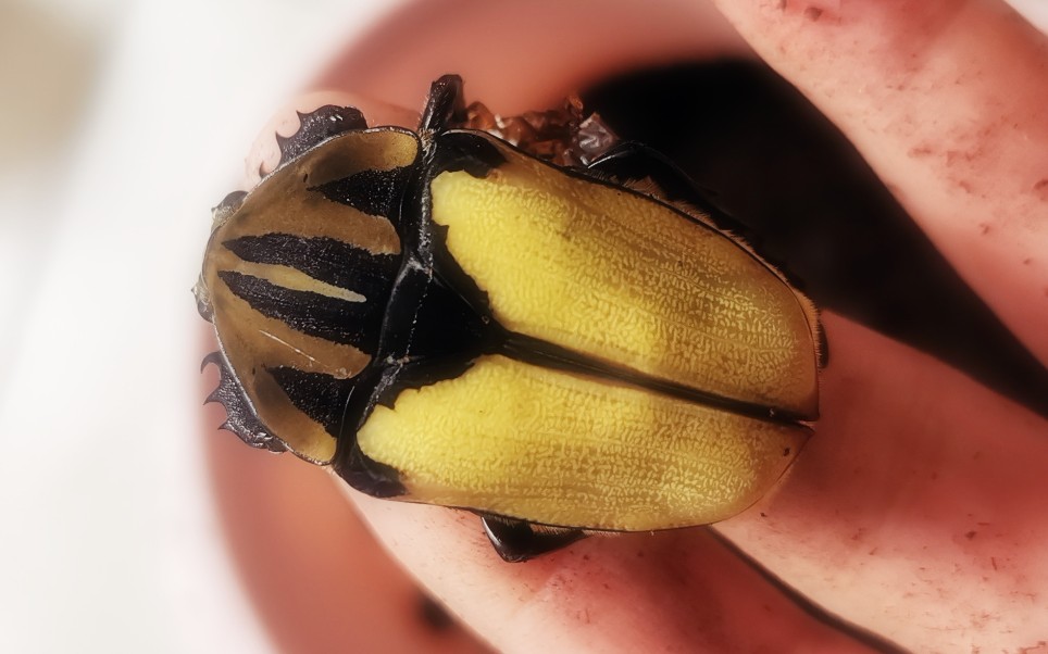 【甲虫饲育】体验盲盒的乐趣,居然是梦幻荧光色甲虫!