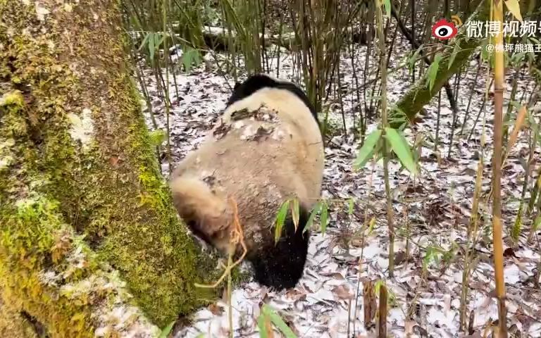 [图]【秦岭野生大熊猫】你拍你的，我只是路过而已，别怕！（视频来自微博“佛坪熊猫王子”，获授权）