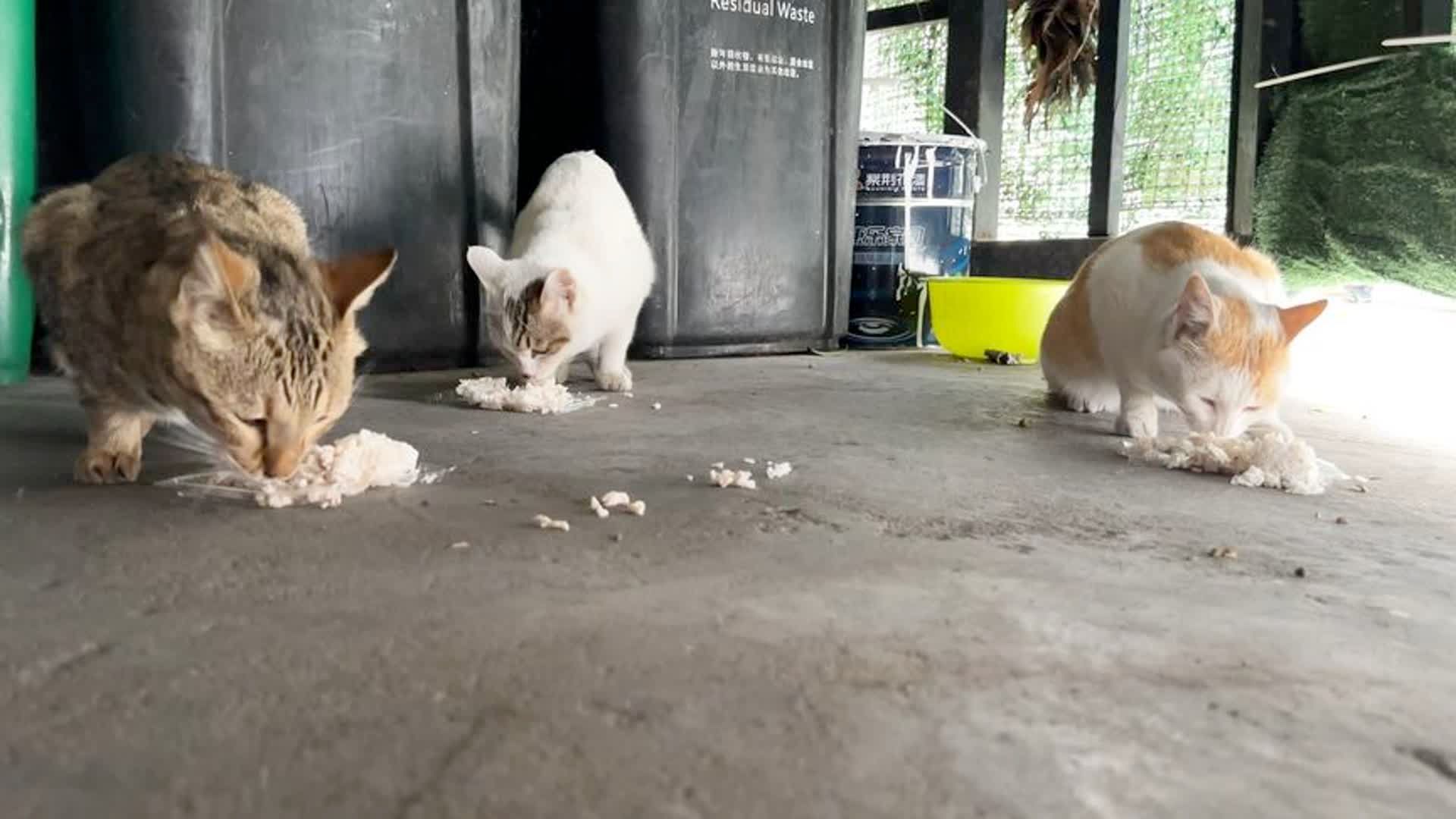 流浪猫没东西吃,偷偷的跑进垃圾桶找食物