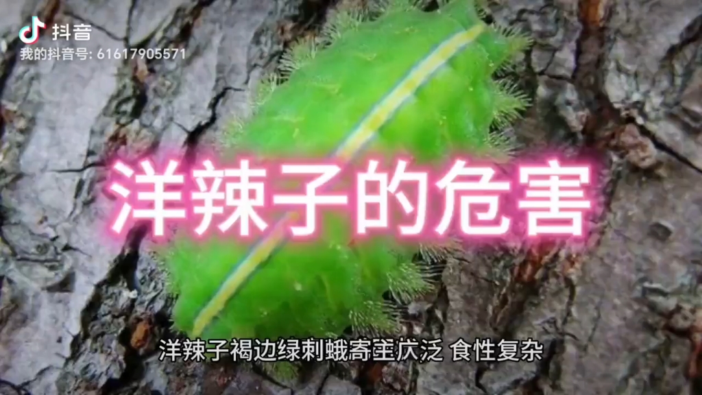 褐边绿刺蛾对植物有哪些危害@三亚众康健环保科技发展有限公司#灭老鼠