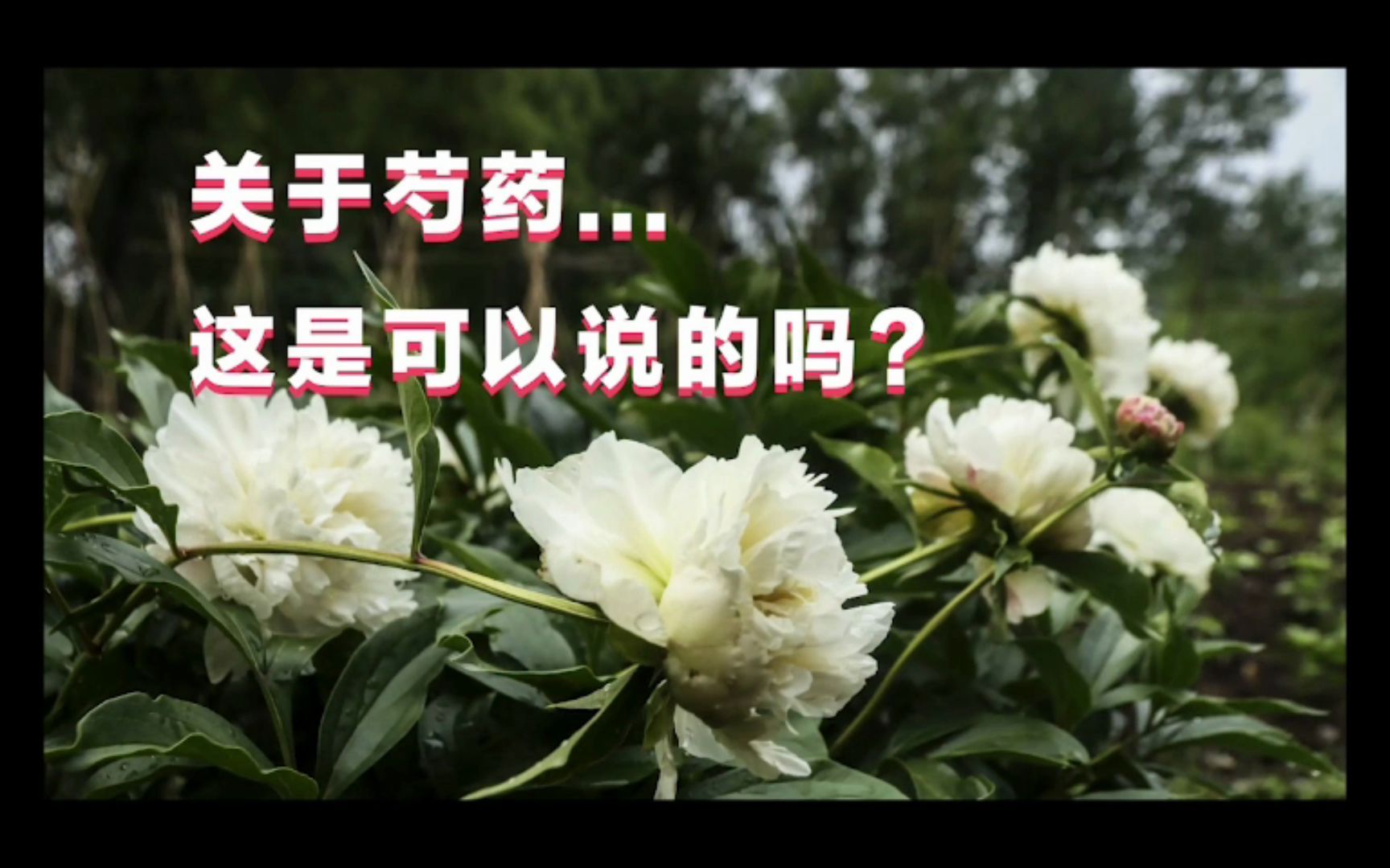 关于芍药...这是可以说的吗? [林里林外]哔哩哔哩bilibili