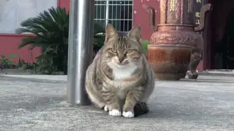 Télécharger la video: 看到这只猫，终于明白菩提老祖，为啥那么喜欢孙悟空了