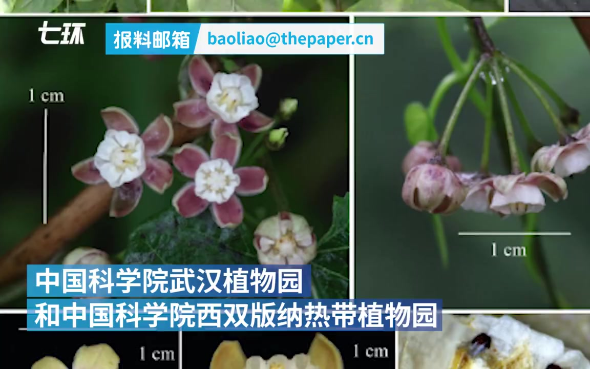 湖北发现珍稀植物,保护级别:极危(暂定)哔哩哔哩bilibili