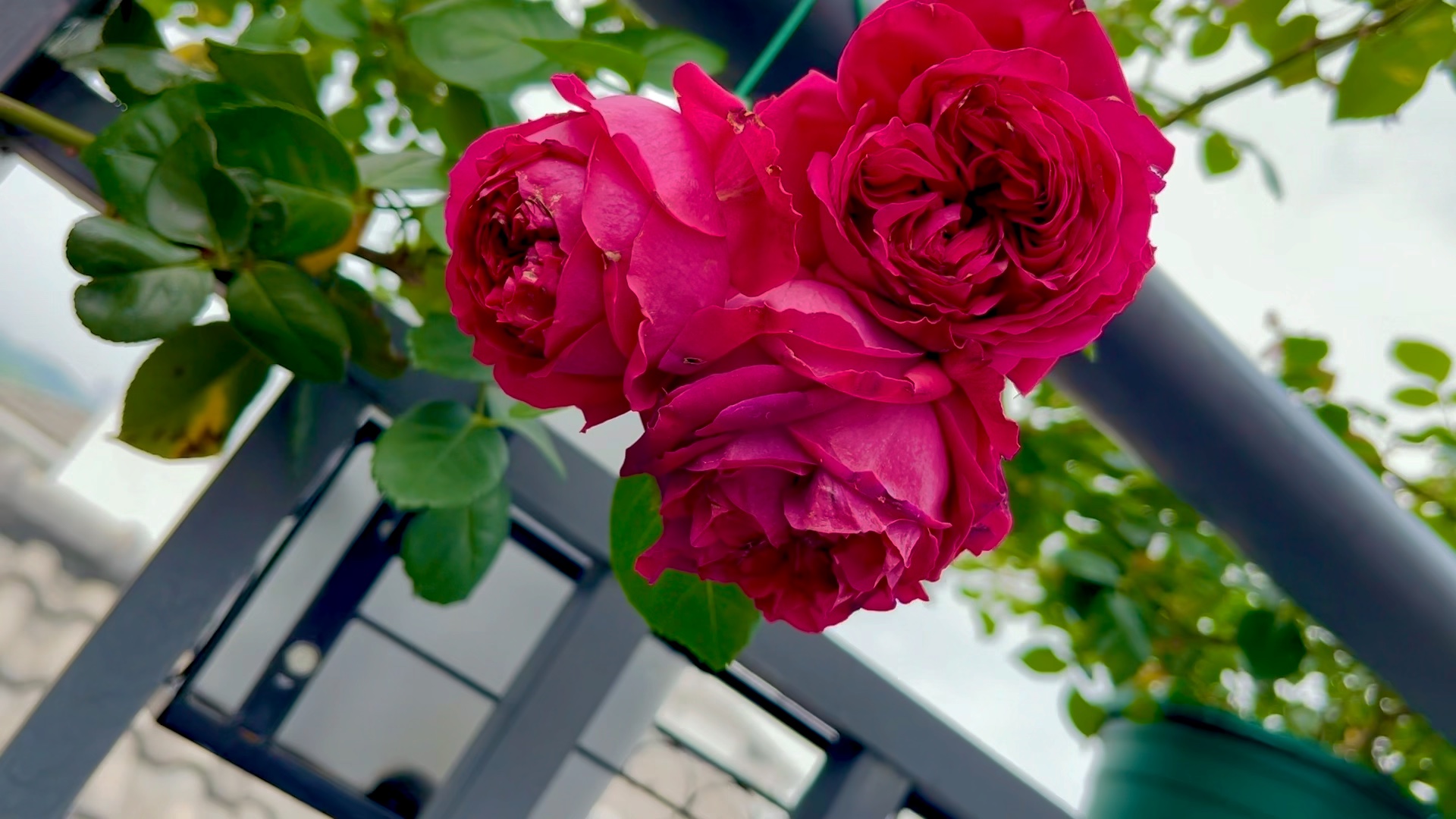 红色龙沙宝石由法国梅兰公司培育的藤本月季品种法国的月季正如法兰西