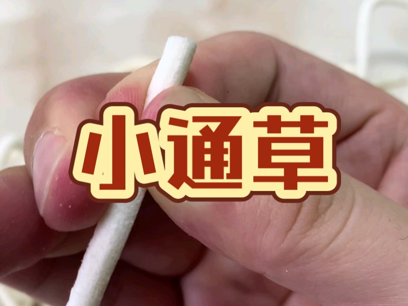 小通草还是挺难认得哔哩哔哩bilibili