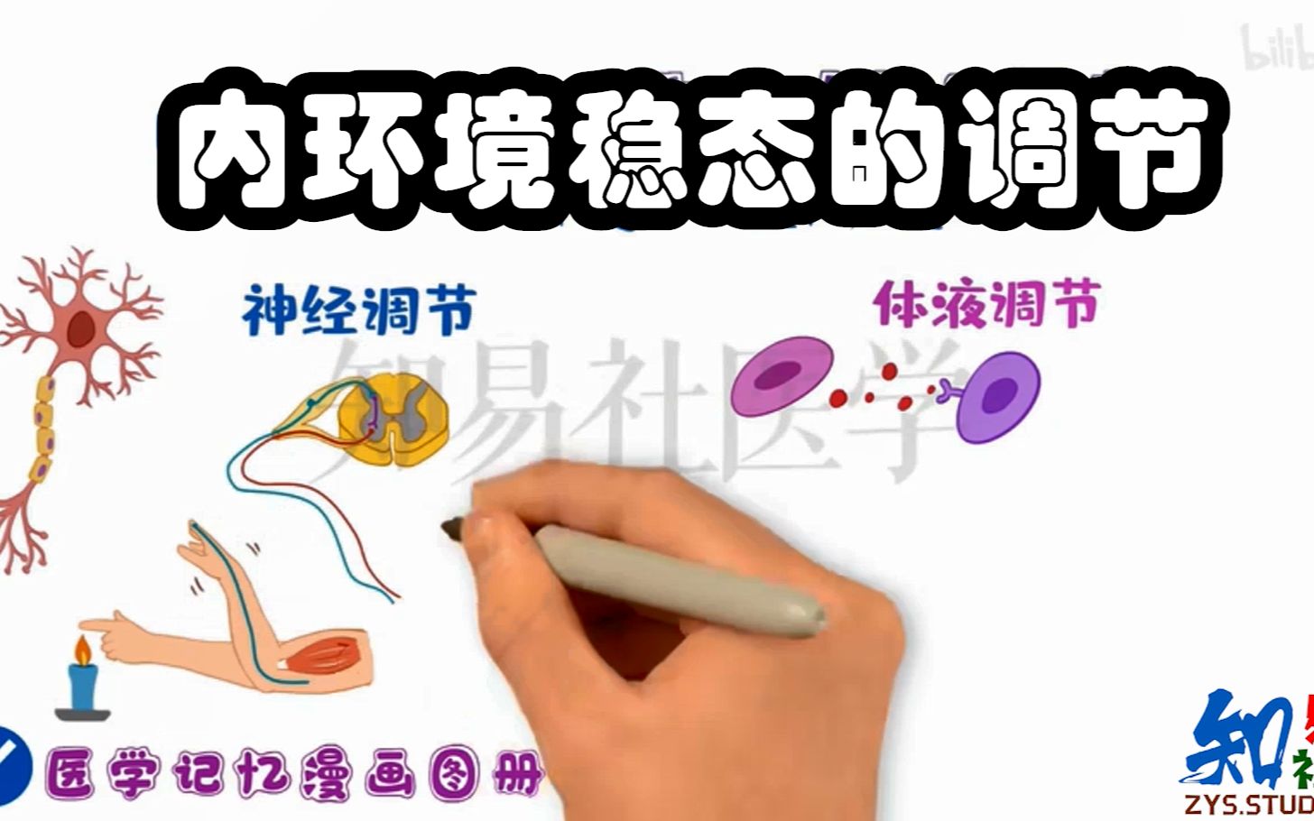 [图]生理学带背 内环境稳态的调节机制