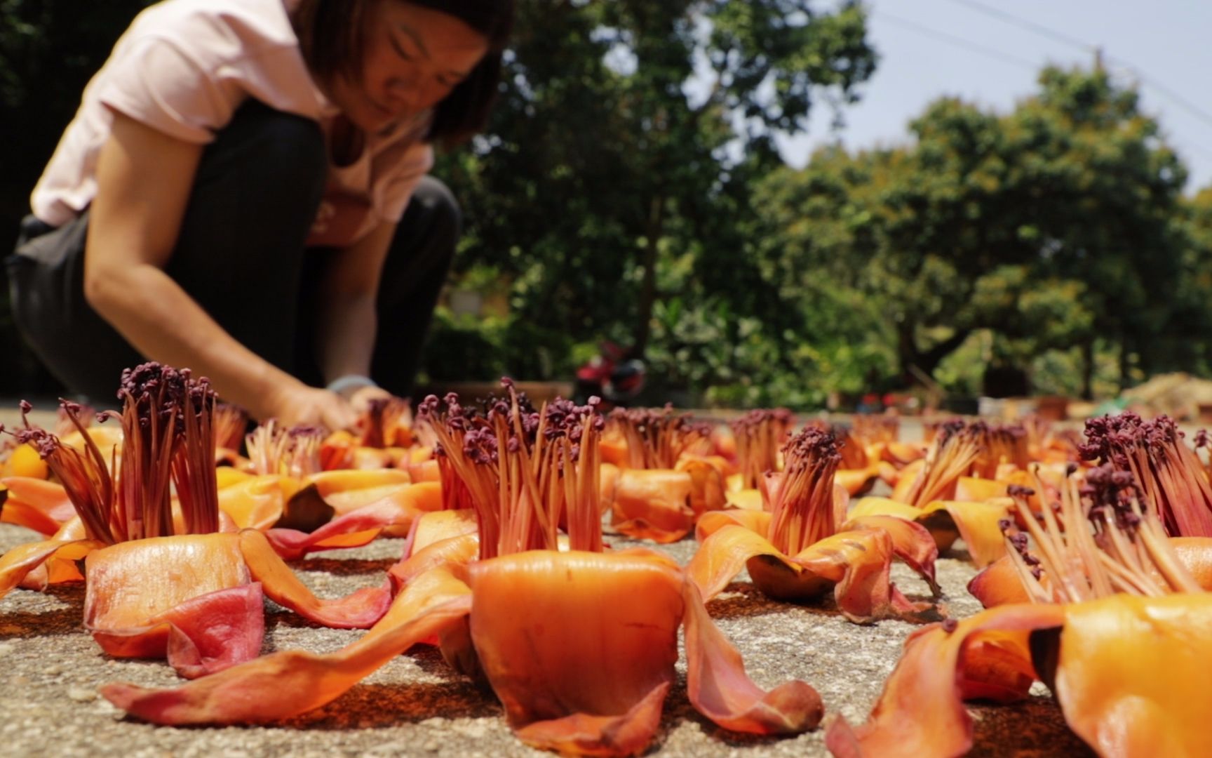 实拍渔民的日常,木棉花开的季节,渔家姑娘教你怎么把木棉花晒干