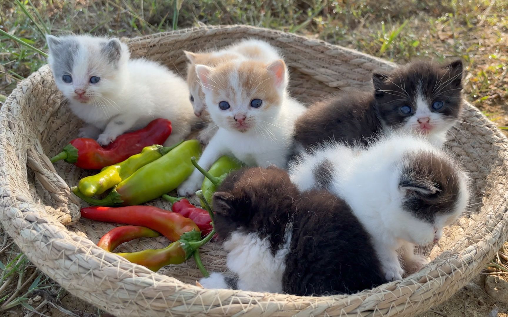 [图]一窝可爱的小猫咪，迎着清晨的阳光，大声喵喵叫。太可爱了～