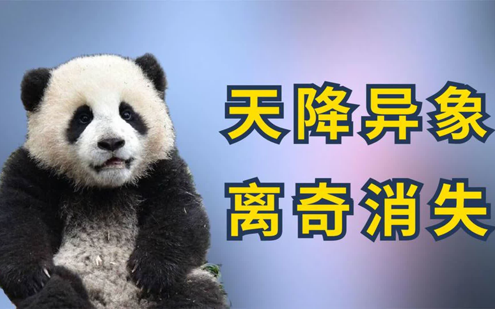 出生时"天降异象",如今离奇失踪,大熊猫杰瑞到底经历了什么?