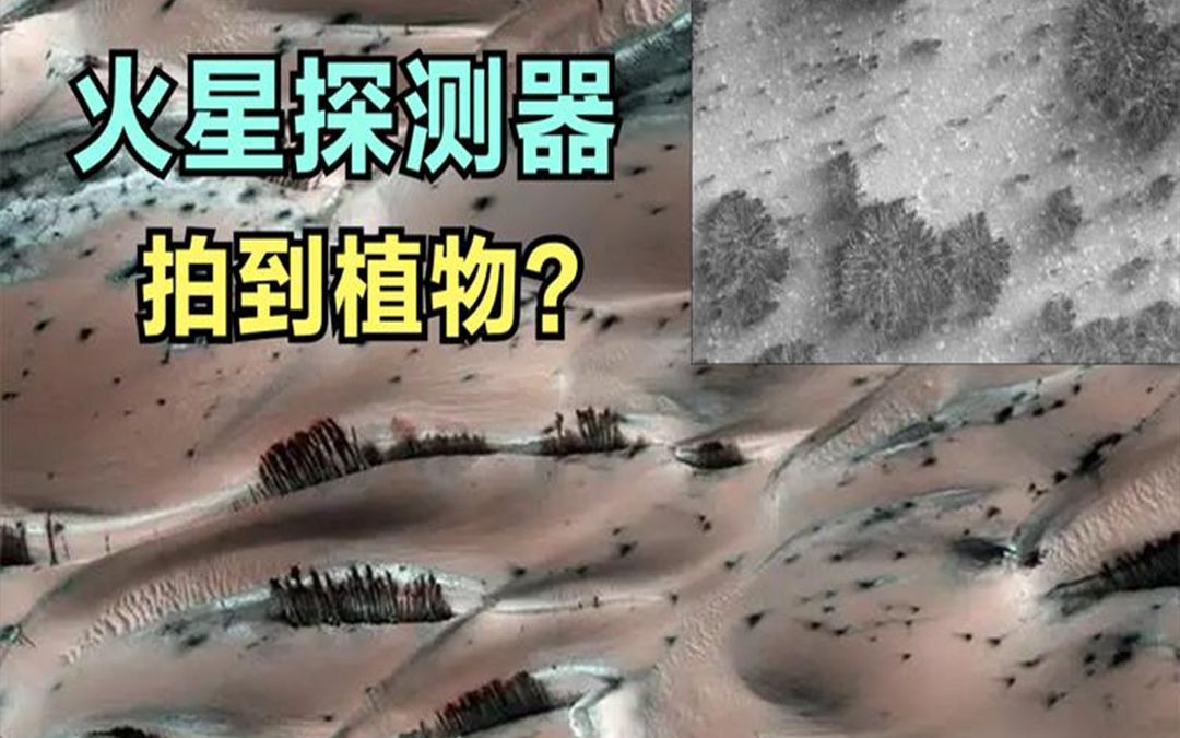 [图]火星上发现了灌木丛？NASA科学家研究发现，竟然和火星的水有关！