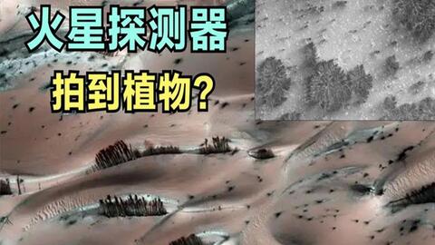 火星上发现了灌木丛 Nasa科学家研究发现 竟然和火星的水有关 哔哩哔哩
