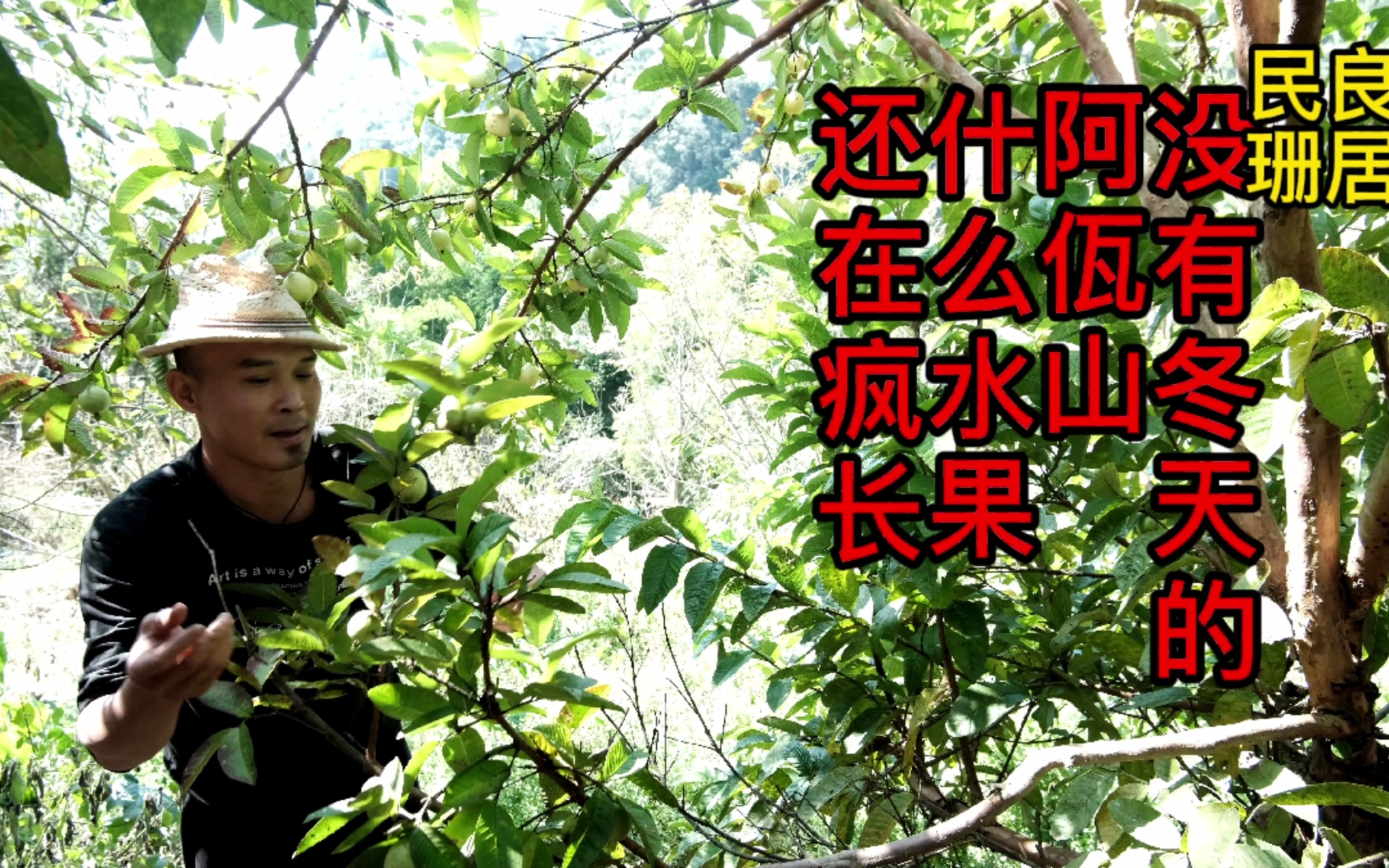 [图]没有冬天的阿佤山，什么样的水果还在疯长，你们那里叫什么