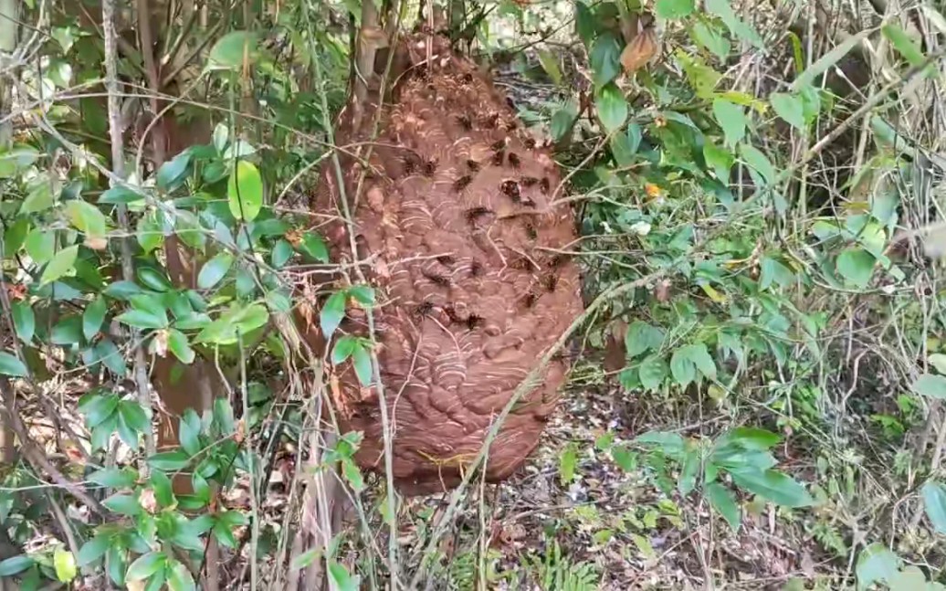 【黄脚胡蜂】这个蜂王比较懂事,终于把蜂巢建在矮一点的地方啦,应该请