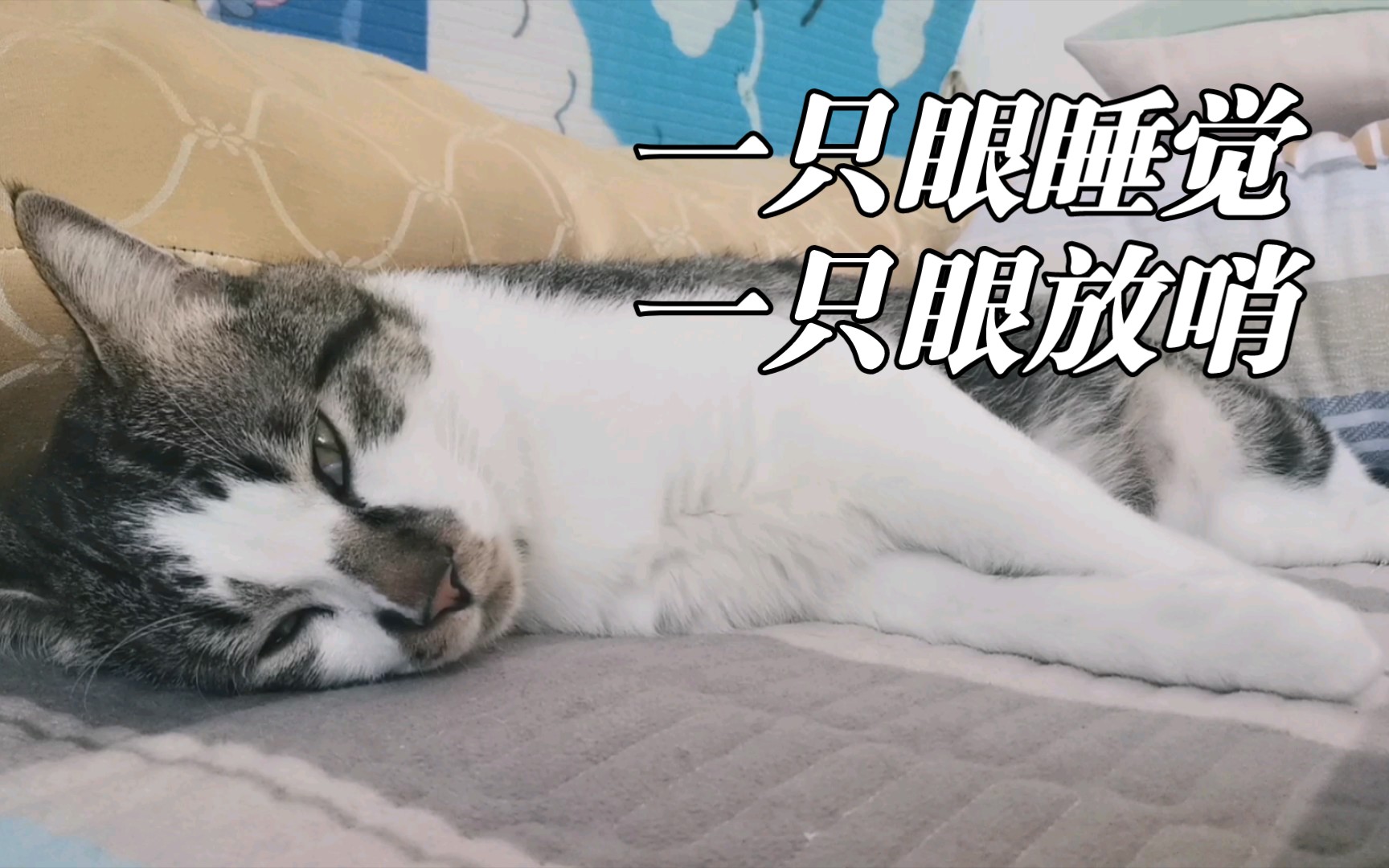 谁家正经猫睁眼睡觉的?