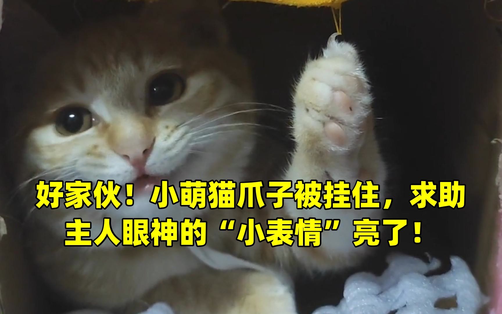 好家伙!小萌猫爪子被挂住,求助主人眼神的"小表情"亮了!