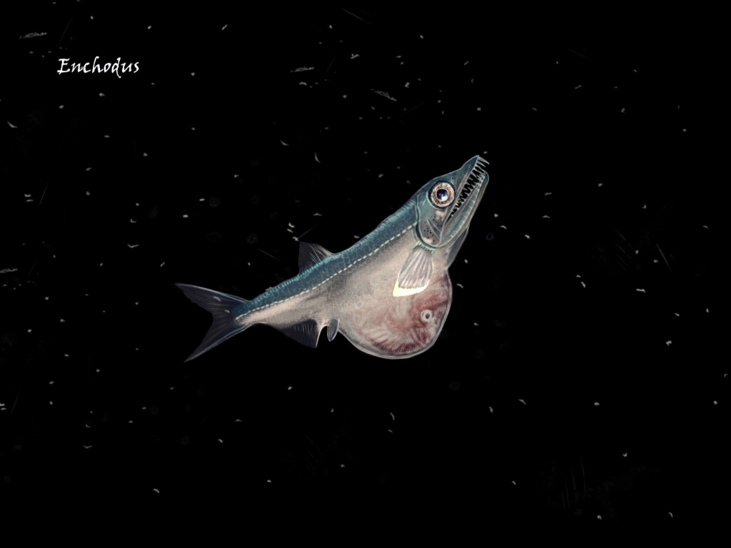 一条活着的古生物矛齿鱼_哔哩哔哩_bilibili