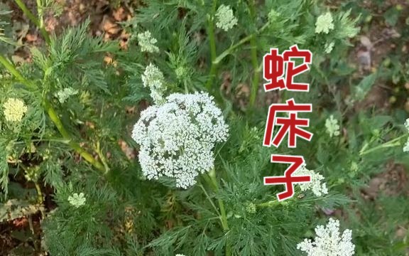 本草植物【蛇床子】哔哩哔哩bilibili