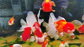 金鱼 养金鱼简单吗 从白天忙到黑夜的一次换水 哈哈 哔哩哔哩 つロ干杯 Bilibili