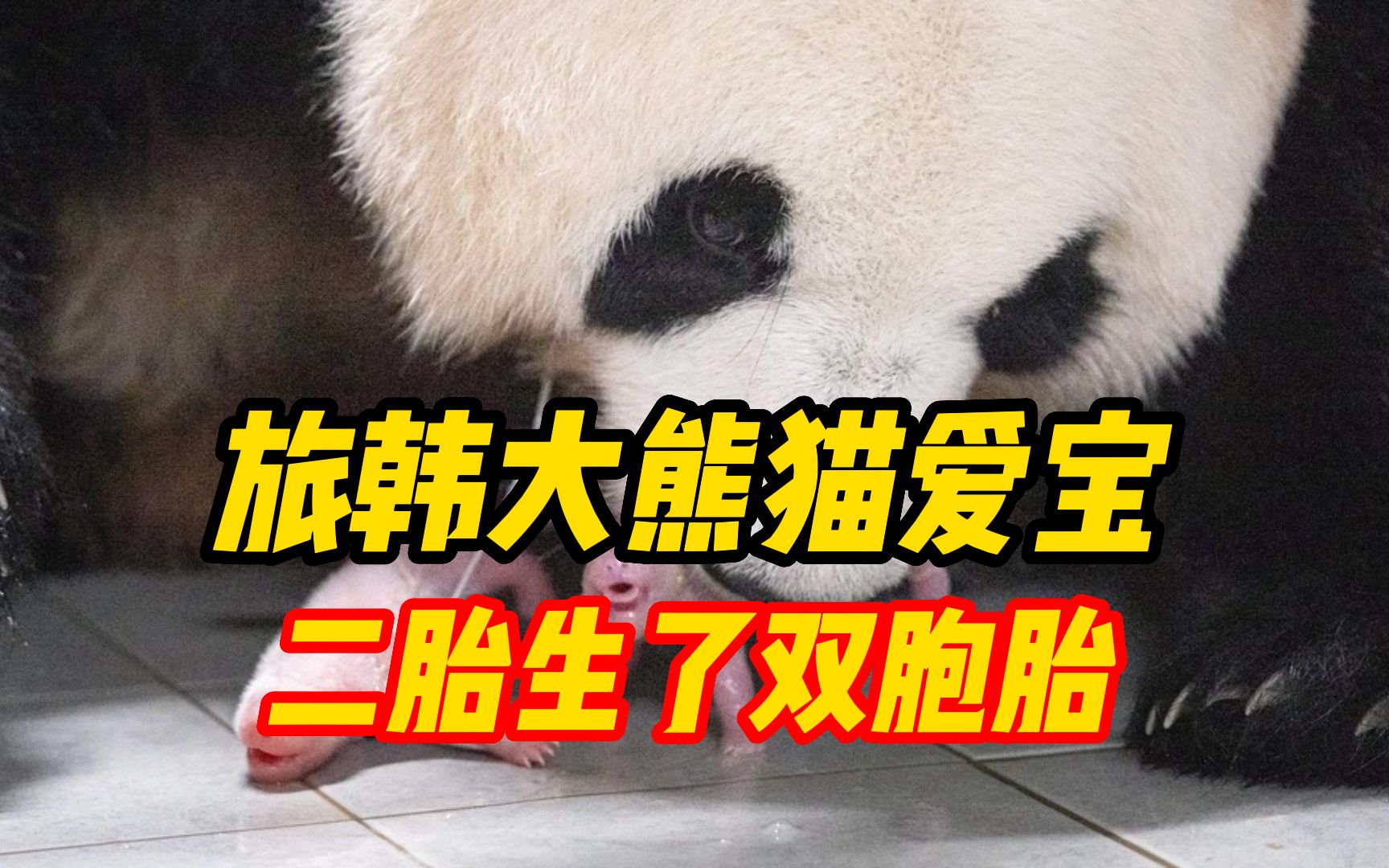 调皮福宝当姐姐啦