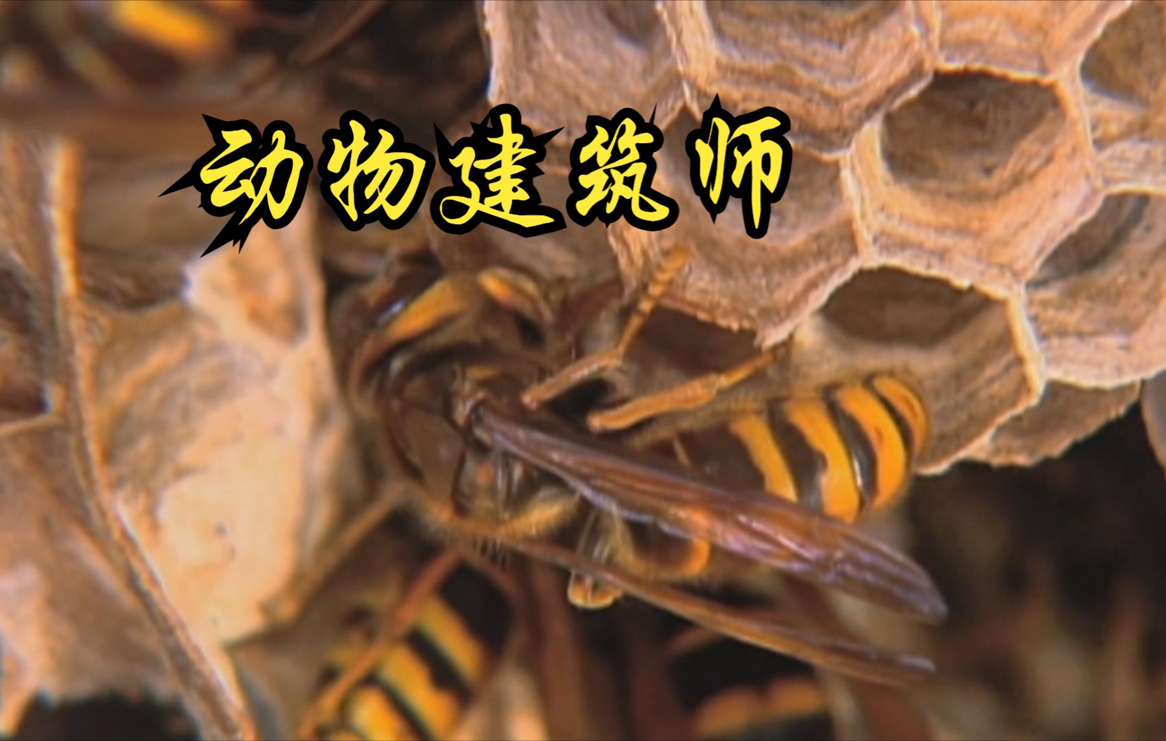 韩国纪录片动物建筑师animalarchitect