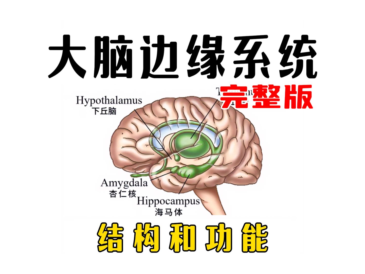 【探索大脑奥秘】边缘系统的功能和结构(完整版)哔哩哔哩bilibili