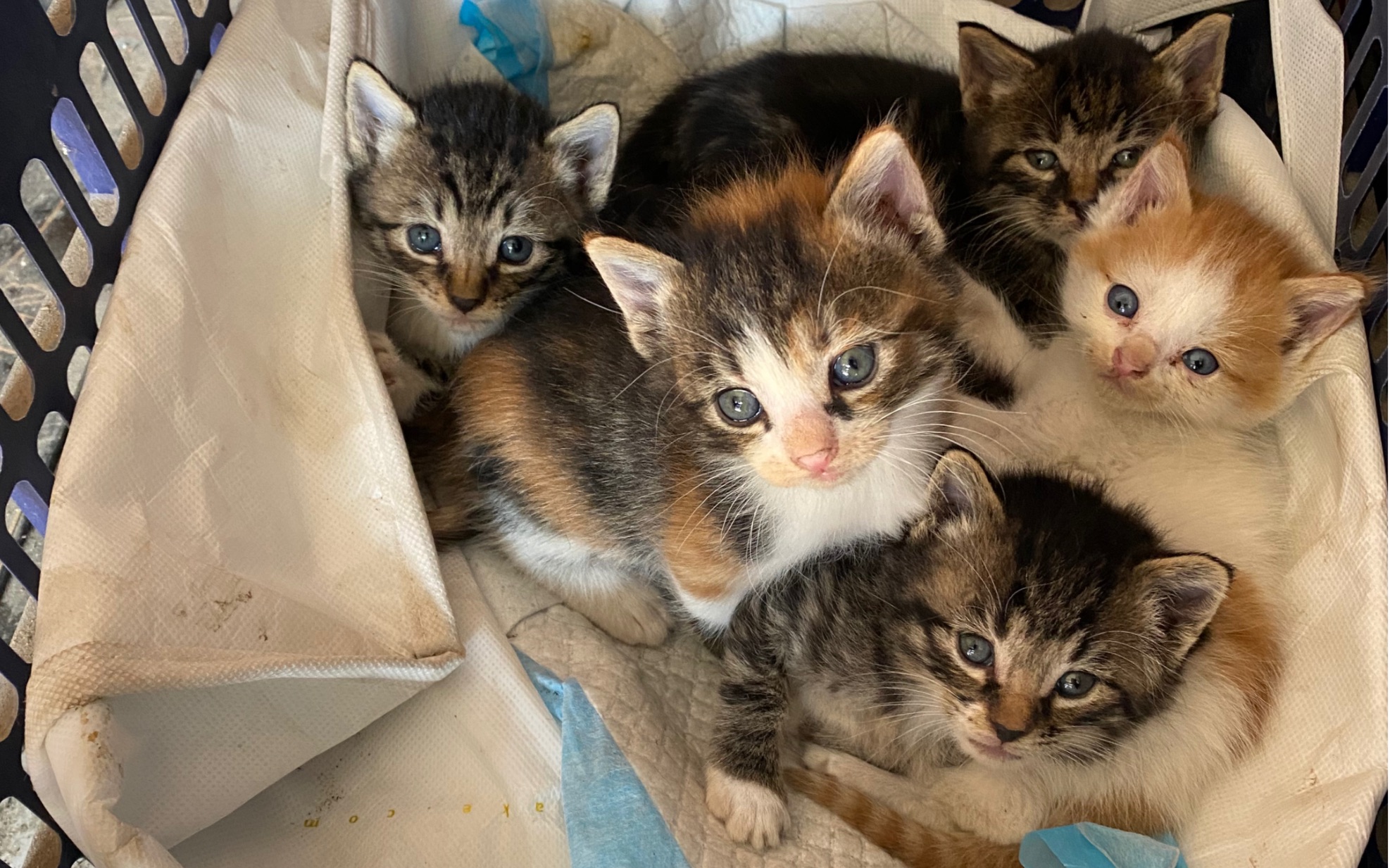 小奶猫打架 奶凶奶凶的